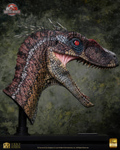 Load image into Gallery viewer, PRE-ORDER: MALE ALPHA VELOCIRAPTOR BUST